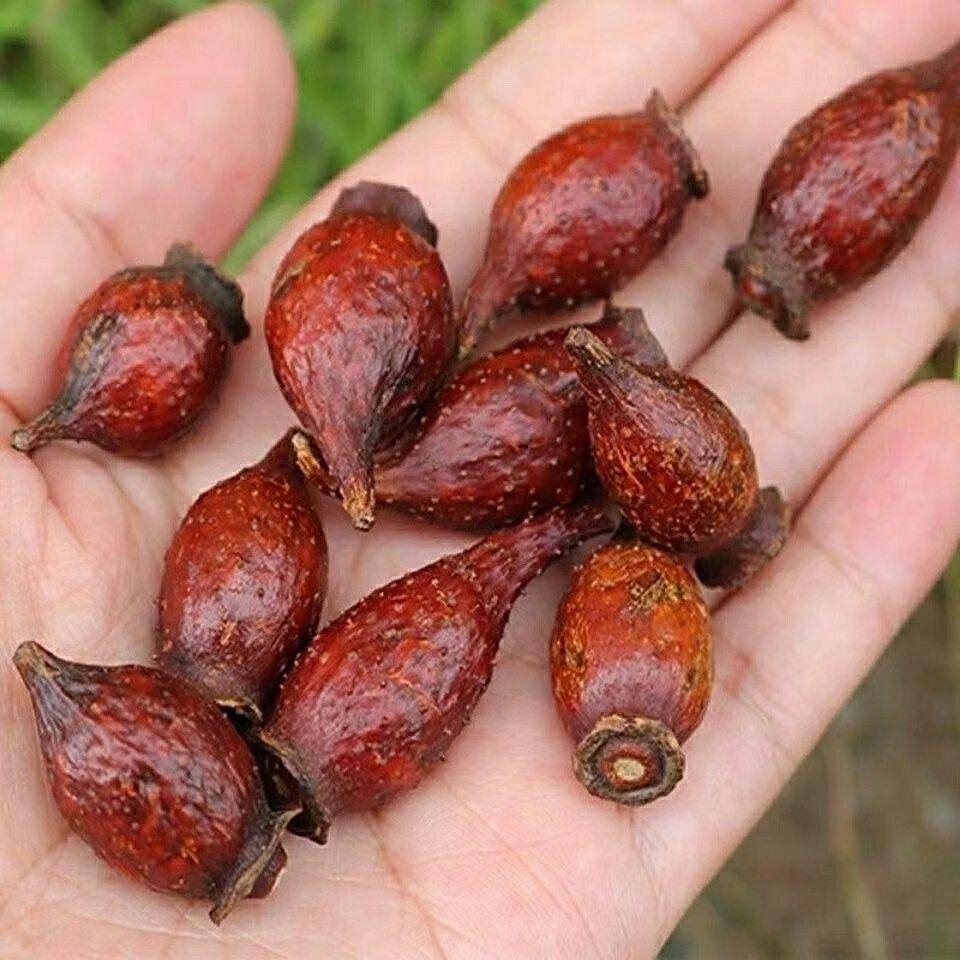金樱子 野生三蒸三晒干金英子刺梨子泡酒材料中药材男性蒸晒500g