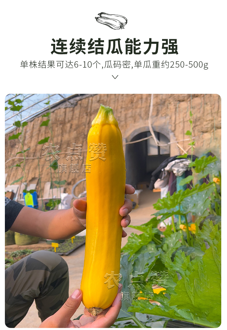 农点赞 水果香蕉西葫芦种子葫芦籽金皮西葫芦种子特大生瓜种籽笋瓜
