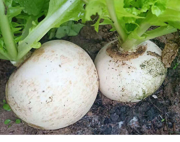 重庆农家自种春不老萝卜四川新鲜圆根萝卜水白萝卜5斤现拔1斤保温箱装