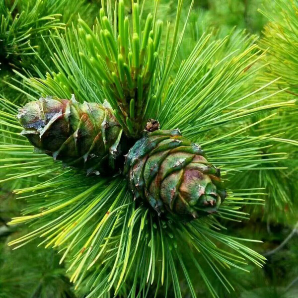 东北大兴安岭特产野生天然马尾松树塔盐水煮熟咸味偃松塔500g1500