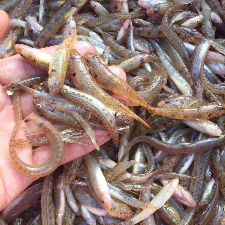 原生态淡水湖新鲜野生小麦穗鱼小罗汉鱼淡水鱼小杂鱼柳条鱼食蚊鱼 二