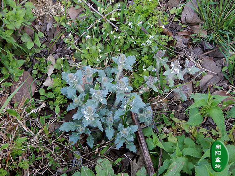 伟博白毛夏枯草散血草晒干破血丹中药材筋骨草过冬青苦草500克500g