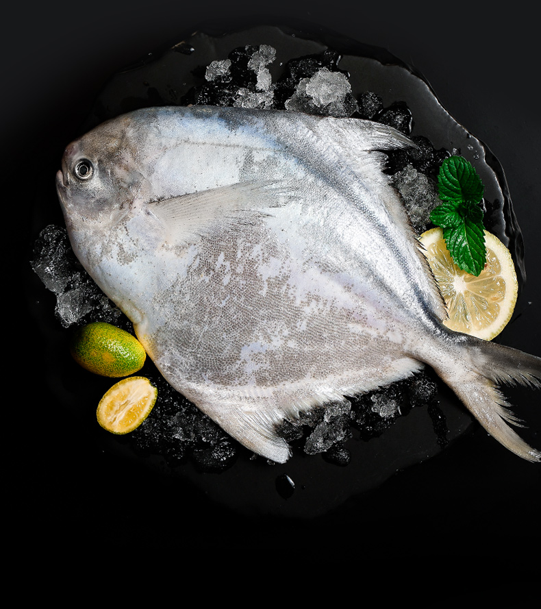 2斤810条小白鲳鱼象山鲜活水产银平鱼新鲜