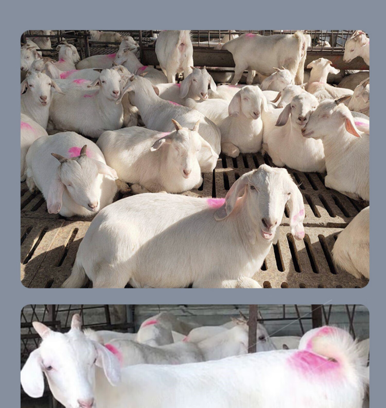 美国白山羊活羊仔活苗纯种小羊羔活羊小羊崽山羊活苗怀孕母羊养殖价格