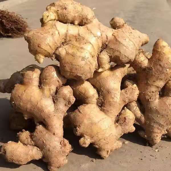 老姜2斤3斤5斤10斤黄姜新鲜生姜月子姜姜块姜特价生姜批发老姜母10斤