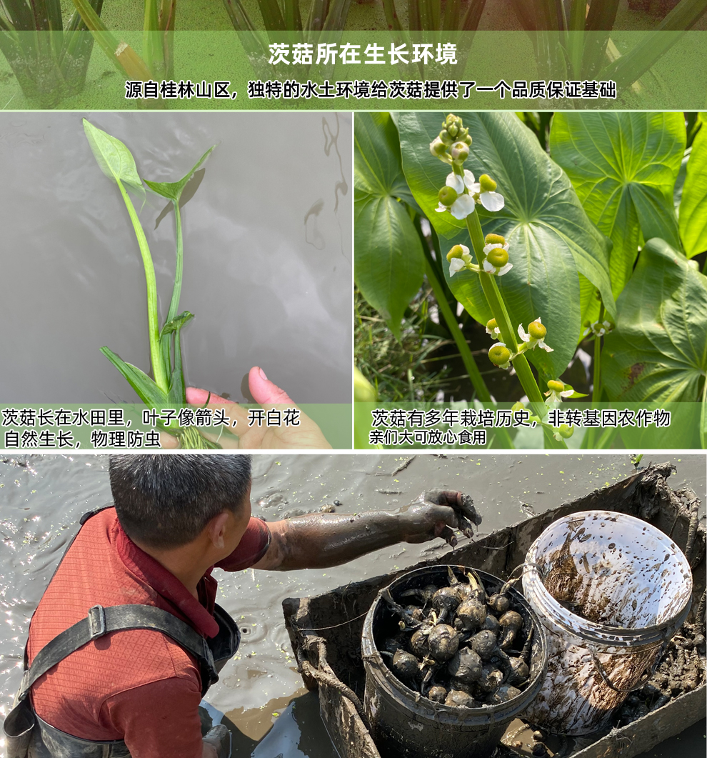 荔芋香新鲜茨菇桂林白茨菰水洗白慈姑慈菇4500g