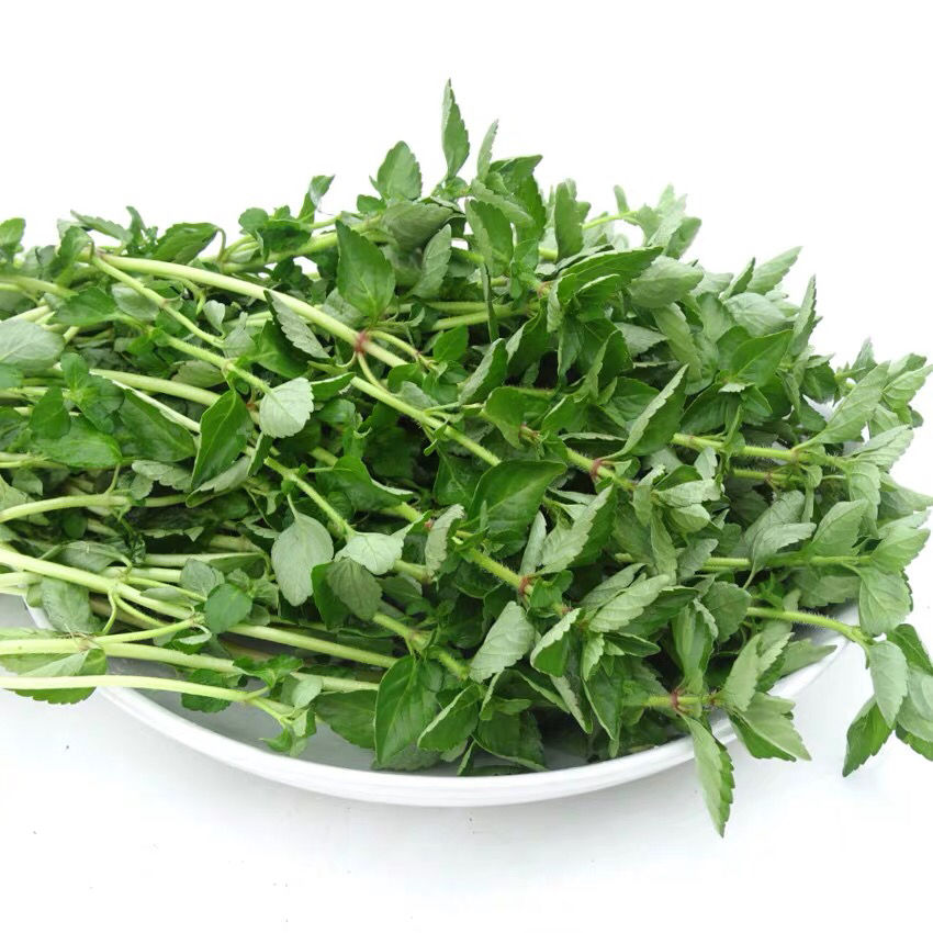 云南德宏野生水香菜新鲜蔬菜水香菜野菜香菜凉拌煮鸡蛋1000克火锅