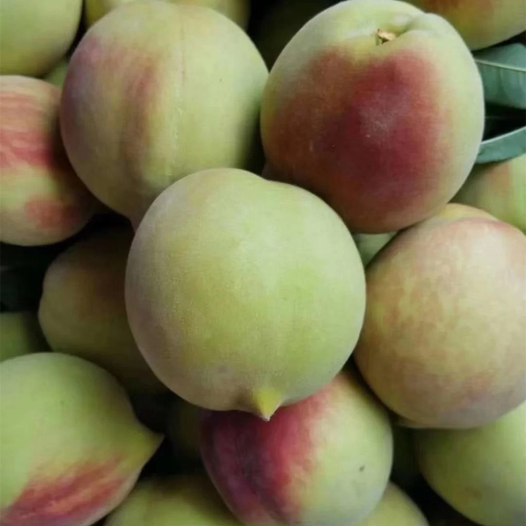 广东韶关翁源鹰嘴桃水果新鲜整箱当季现摘爽甜脆子特产 5斤 大果(3-4