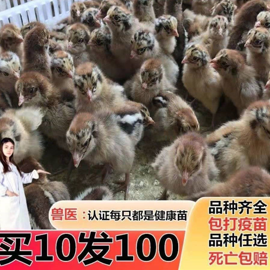 纯种七彩山鸡苗小鸡仔长尾鸡土鸡茶花鸡蛋鸡活体幼苗批发包活到家