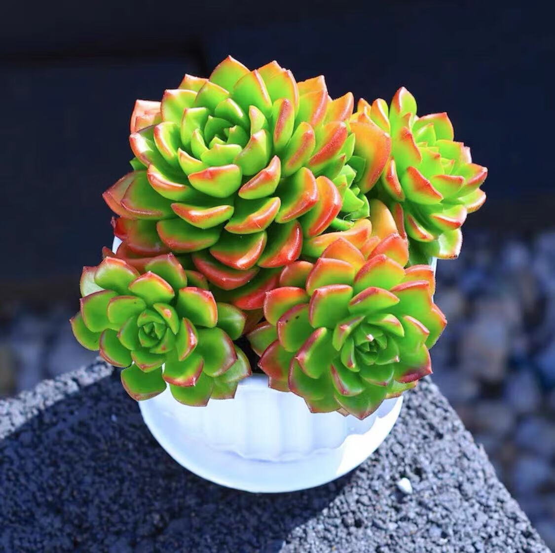 贝壳锦多肉植物白姬之舞花卉盆栽含花盆栽好成品桌面组合云南直发 醉