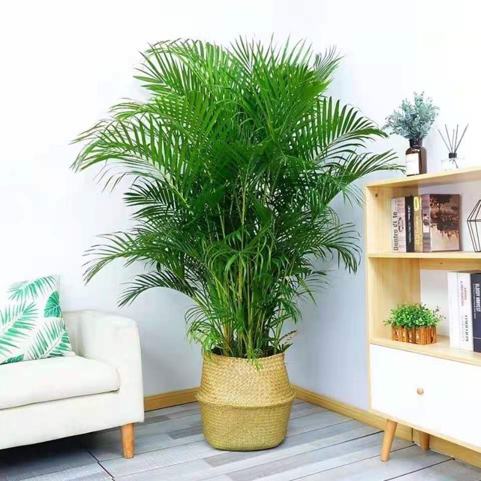 爱帛哆散尾葵凤尾竹盆栽室内外客厅好养吸甲醛植物四季长青大型绿植