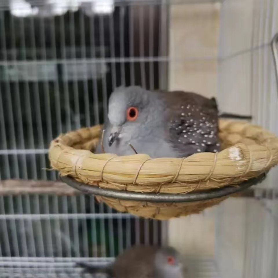 活体宠物鸽薄珍珠鸽袖珍鸽原色驼色蓝白鸽子观赏宠物活体鸟 驼色一年