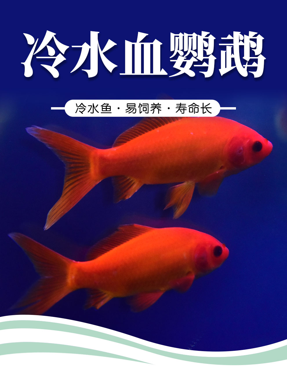 魚多趣 冷水血鸚鵡魚 葡萄眼金魚觀賞魚活體淡水魚冷水魚 冷水鸚鵡12