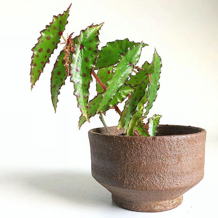 芊阙轻奢芊阙秋刀鱼秋海棠in风网红可爱桌面绿植盆栽室内阳台观叶植物