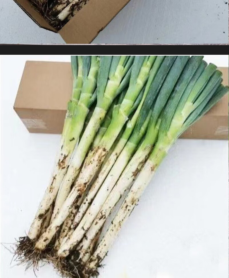 山东大葱铁杆新鲜蘸酱5斤10斤特级甜葱非章丘批发东北特产 4500g