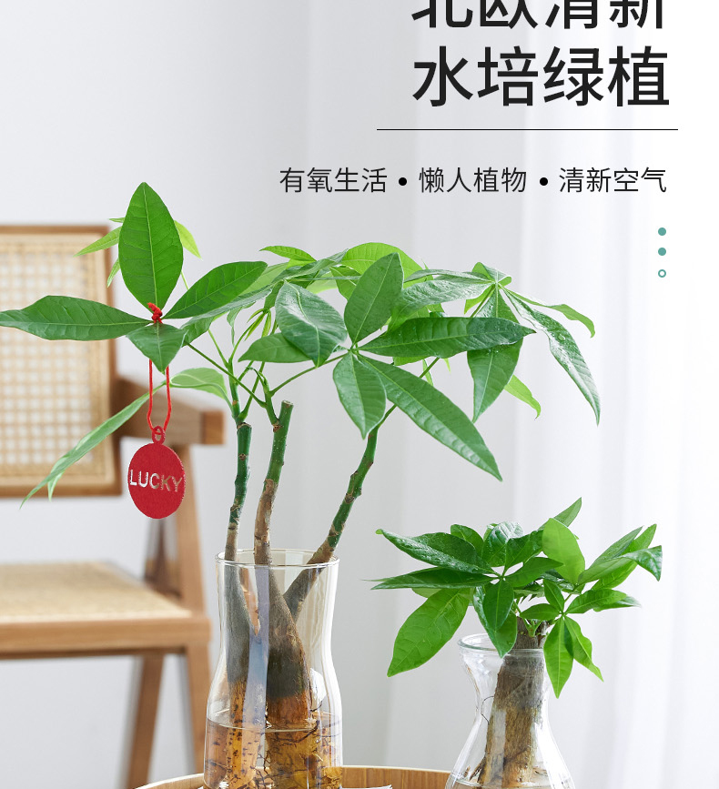 七叶莲水培水培植物室内绿植七叶莲盆栽办公室水培花卉红掌鸭脚木水养