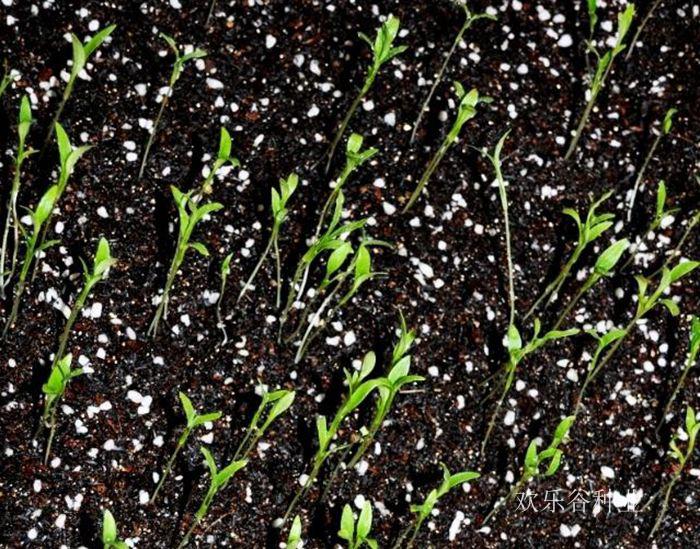 四季香菜种子春季室内阳台盆栽蔬菜种孑南方现在可以种的大叶菜籽