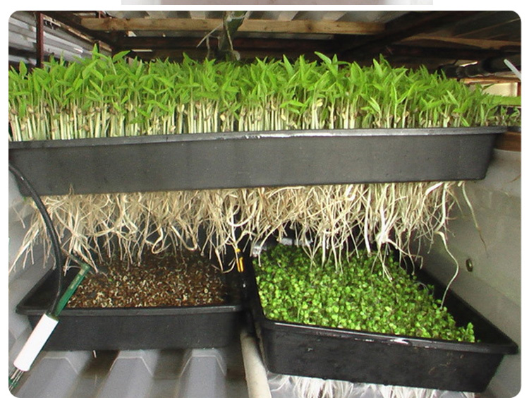 麦桑荷加厚芽苗菜盘平盘育苗嫁接周转盘带孔无孔抗老化营养穴盘150克