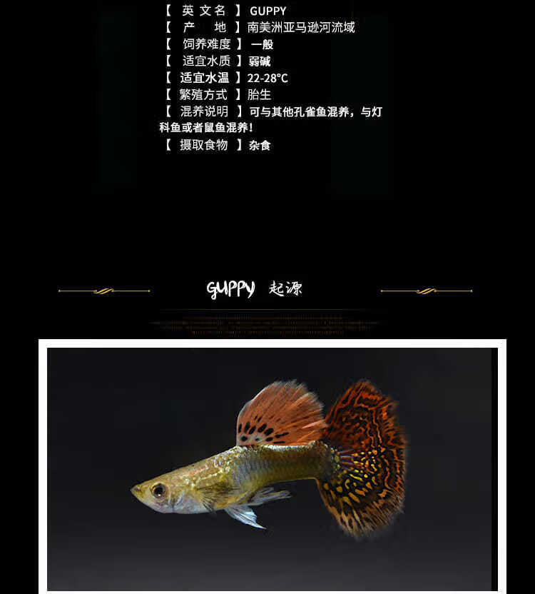 七彩蕾丝孔雀鱼 练手级孔雀鱼热带小型观赏鱼生小鱼仔活体孔雀鱼 七彩