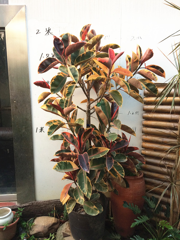 涞思芊品质保证花叶金刚橡皮树大橡皮树小苗橡皮树苗黑金刚室内大型