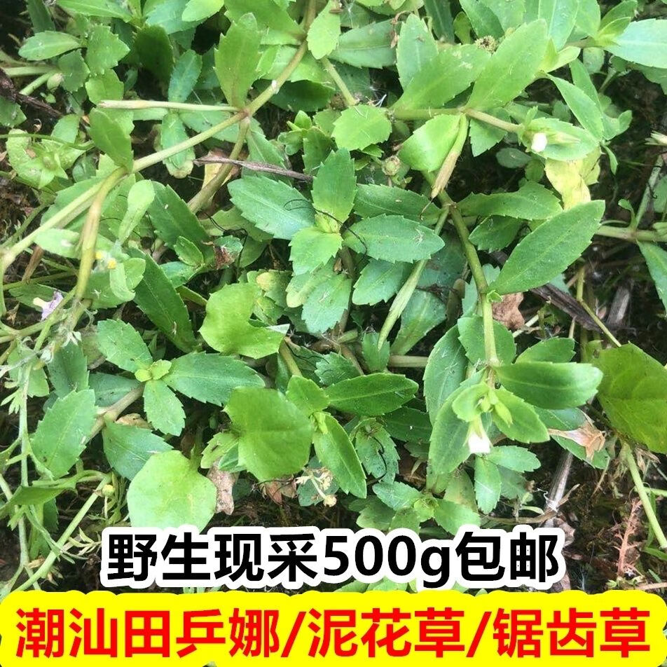 伟博新鲜青锯齿草定经草田乒娜泥花草菜虎舌癀500g 一斤【图片 价格