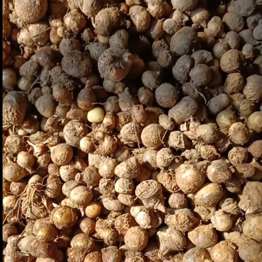 半xia种球生鲜湿滴水珠半夏天珠石半夏独龙珠非野生中药材粉50g