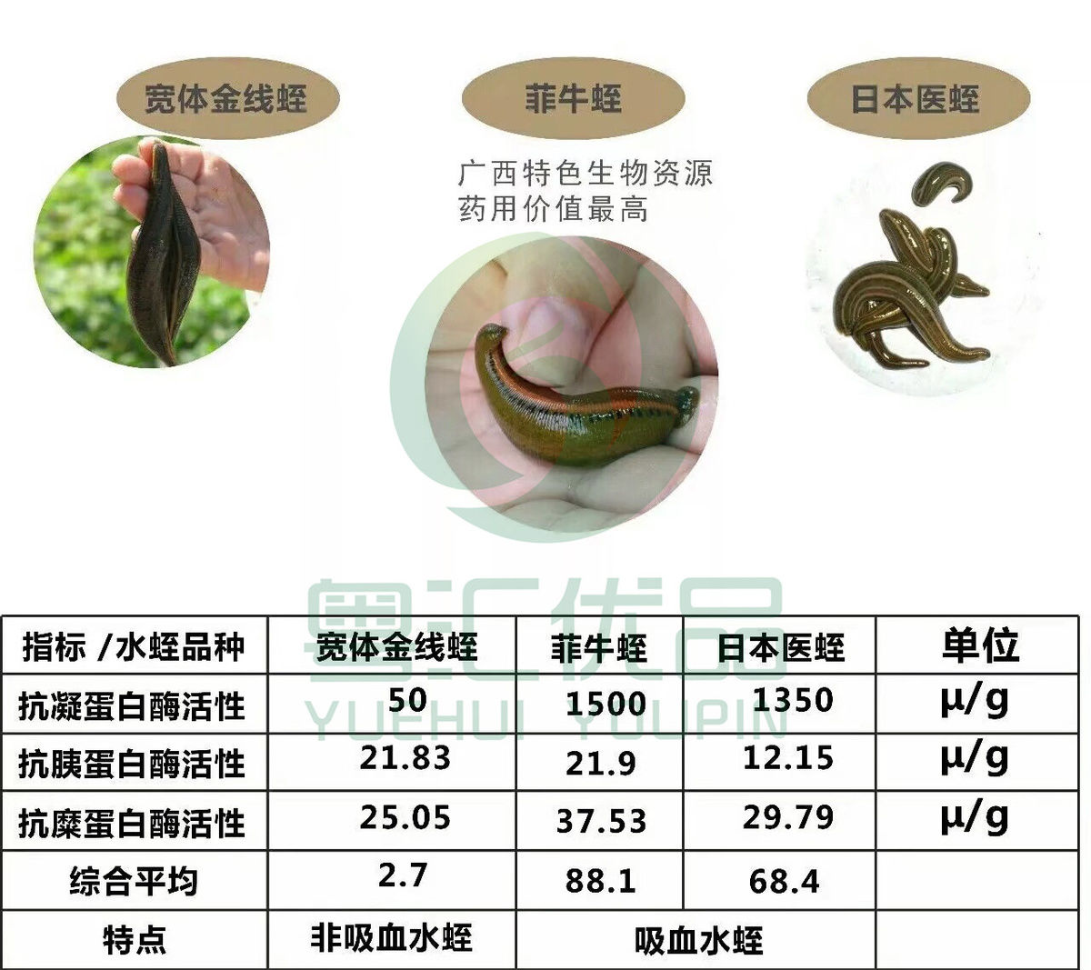 伟博日本医蛭活体美容医疗水蛭蚂蟥吸血蚂蟥水族宠物活体包活05克内50