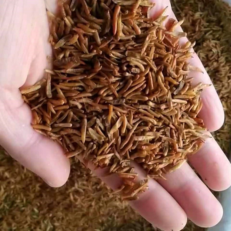 速如康 中药材 食蟾虫 蛆虫 蟾蜍蛆虫 蟾蜍虫天然蟾虫干货 可打粉