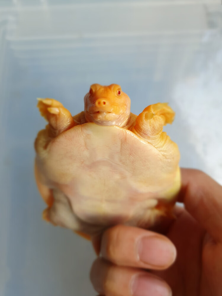 萌萌哒红眼白化鳖变异鳖变异王八甲鱼苗黄金甲鱼山瑞黄金鳖苗珍珠鳖