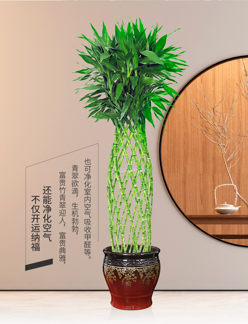 北京同城富贵竹笼盆栽公司前台大厅招财植物节节高升乔迁送礼绿植