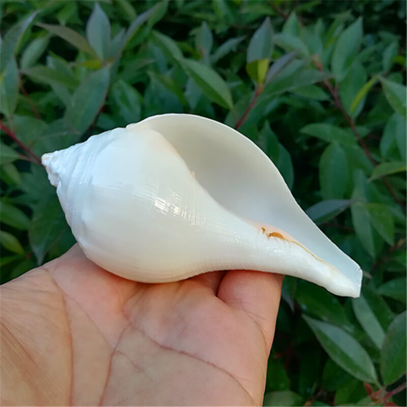 天然海螺贝壳右旋白发螺印度铅螺佛教用品佛堂小摆件精致摆饰螺长1011