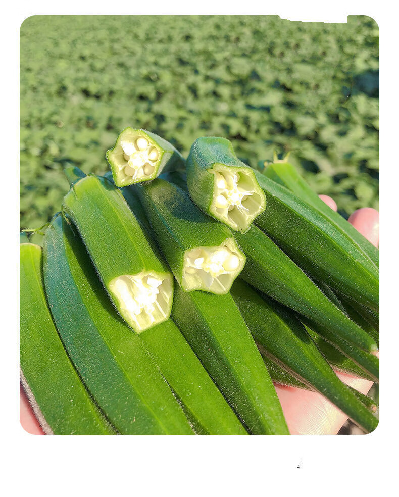 山东新鲜秋葵装水果黄秋葵美味生鲜农家蔬菜羊过年送礼送人年货3斤