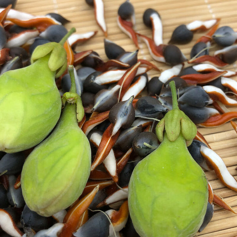 奇楠沉香树苗沉香种仔奇楠沉香种子名贵树种白奇楠绿奇楠发芽率高sn