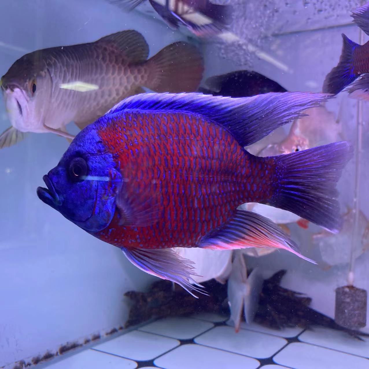 荣郁大型观赏鱼蓝面财神金红龙配虎鱼热带鱼魟鱼活体招财鱼好养耐活鱼