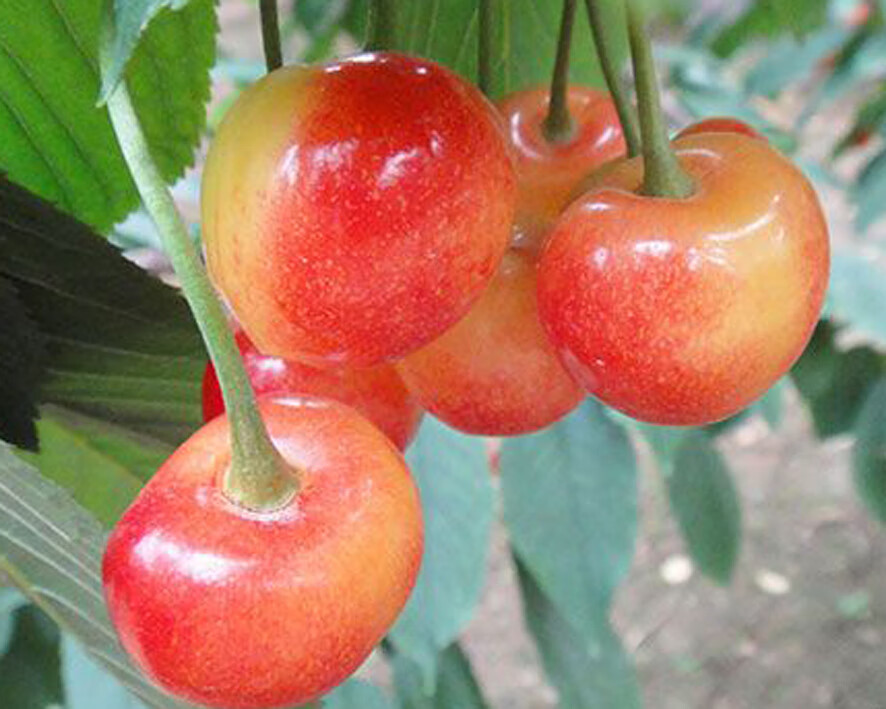 玫栀 顺丰空运 黄蜜水晶雷尼黄金车厘子山东露天大樱桃现货 1000g xl