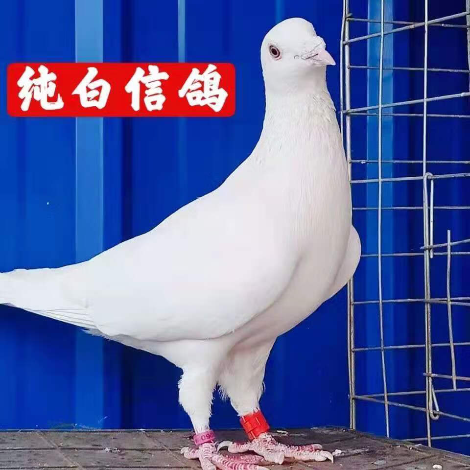 白色信鸽日本村松白鸽子纯白信鸽种鸽活物一对血统鸽比赛鸽子 成年