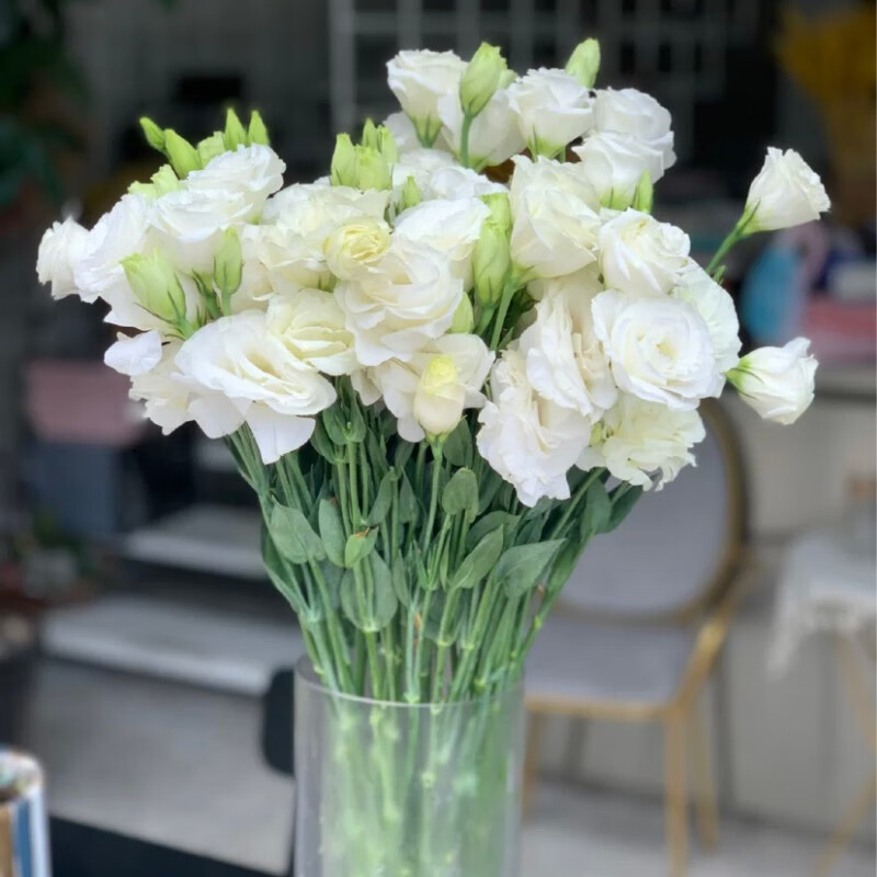 灿田洋桔梗鲜花花束云南昆明基地冷链发货多花头多色可选家庭鲜花每周
