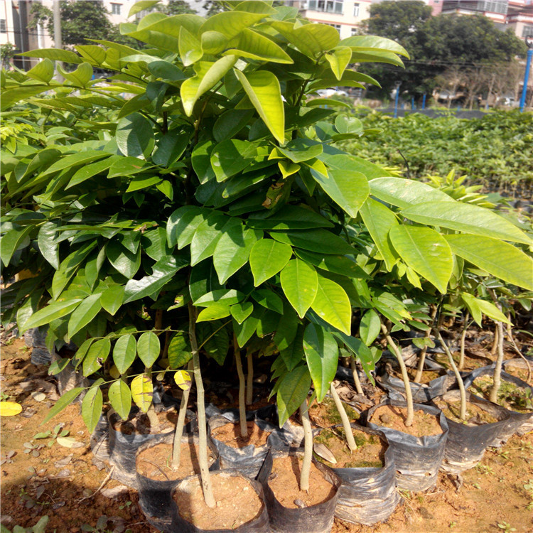 正宗海南樹苖降香黃檀紅木名貴苗木樹 90cm-110cm高1棵 其他【圖片