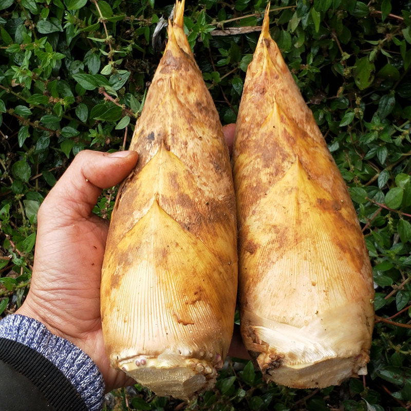 新鲜冬笋竹笋现挖去根毛竹笋黄泥拱楠竹春笋批发 小冬笋3斤【单个1-3