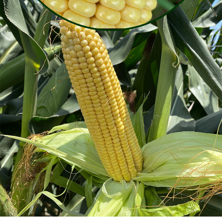 早告白河南老玉米新鲜笨玉米苞米棒新鲜农家特产黄玉米 现摘玉米9-11