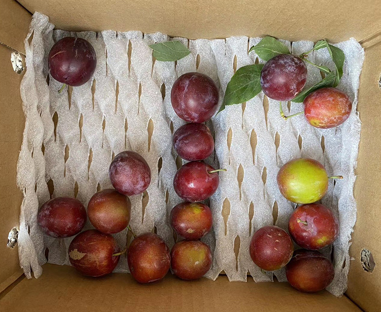 李子纸箱5斤装带透气孔青脆半边红快递运输包装盒子235135150mm3斤装