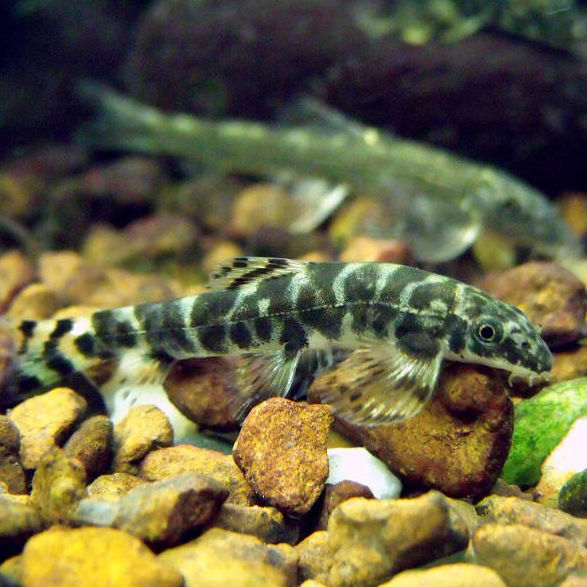 冷水清洁工冷水清道夫吸鳅樱口鳅鼠鱼小精灵鱼除藻鱼吃垃圾冷水小精灵