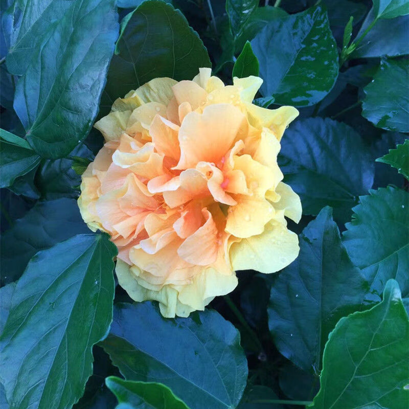 雨花蝶 丹麥木槿花盆栽扶桑花重瓣大花朱瑾四季開花植物陽臺室內花卉