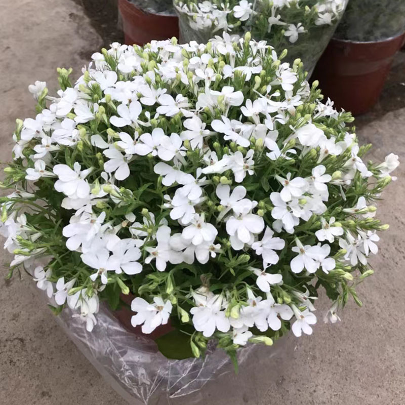 六倍利花苗带花苞阳台庭院花卉趣味美观净化空气开花苗 大盆蓝白色