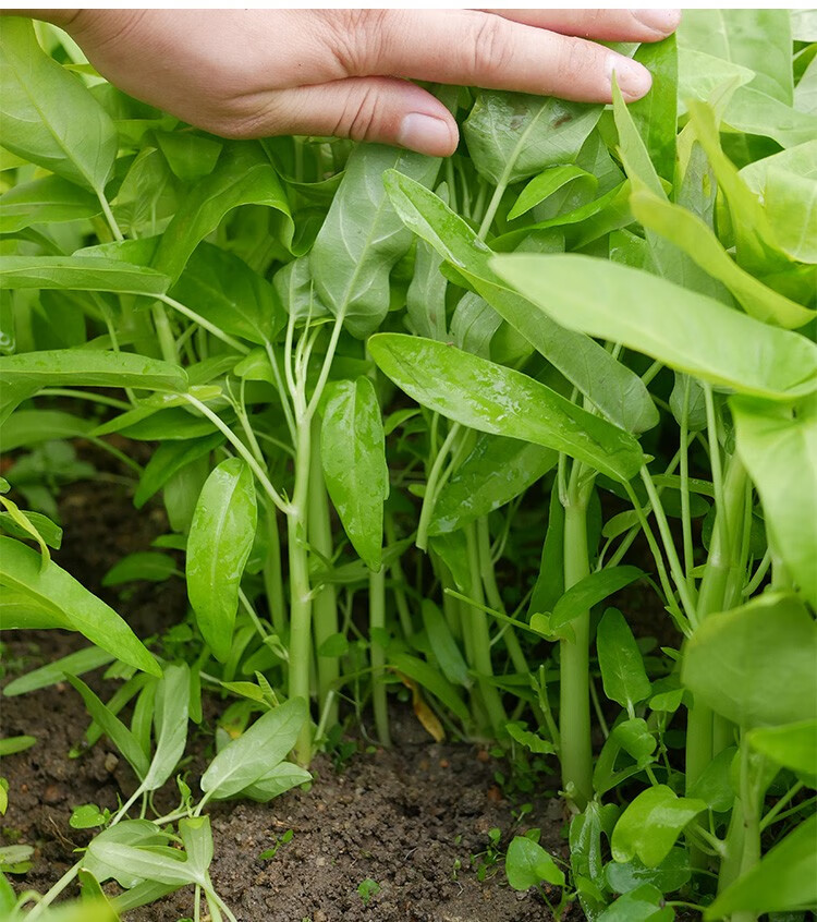 大禹大叶空心菜种子菜籽柳叶竹叶种籽三梗大叶三叉空心菜种子50g