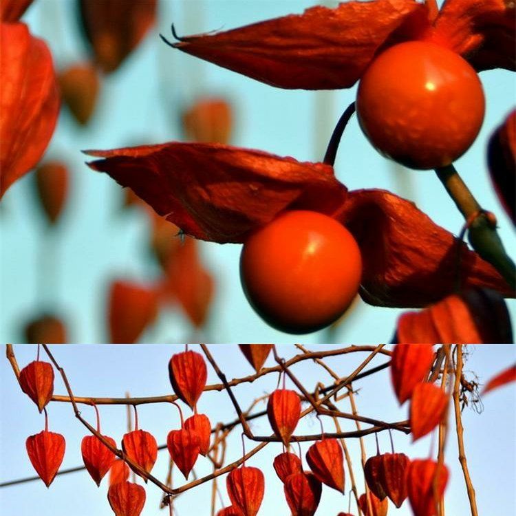 东北长白山野生红姑娘鲜果中药材皮灯笼果锦灯笼红菇娘挂金灯500g