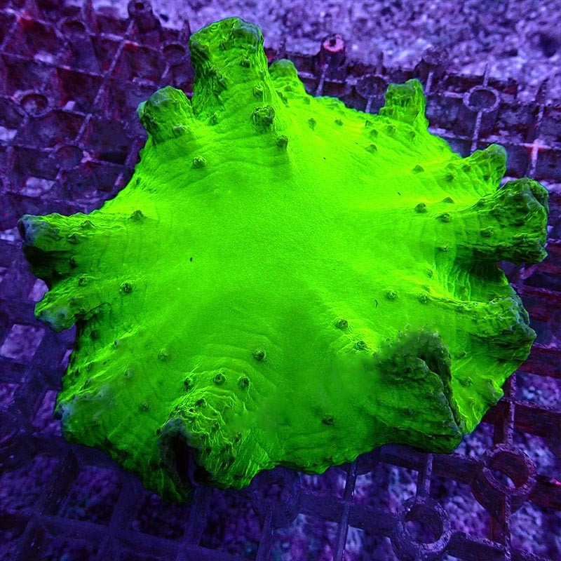 珊瑚活体活物皮革珊瑚长须花环皮木耳皮革珊瑚樱花手指海绵海水观赏物