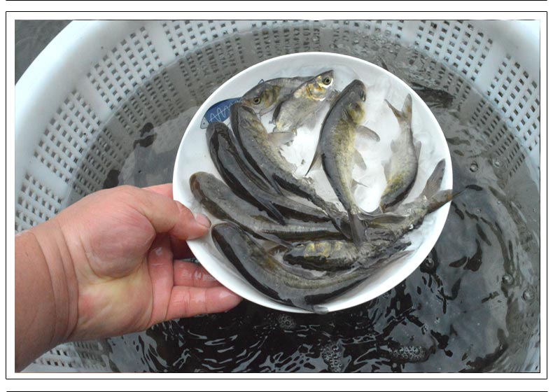 花鲢苗胖头鱼鱼苗淡水活体小鱼苗好养殖食用鳊鱼鲢鳙鱼苗大头鱼苗10条