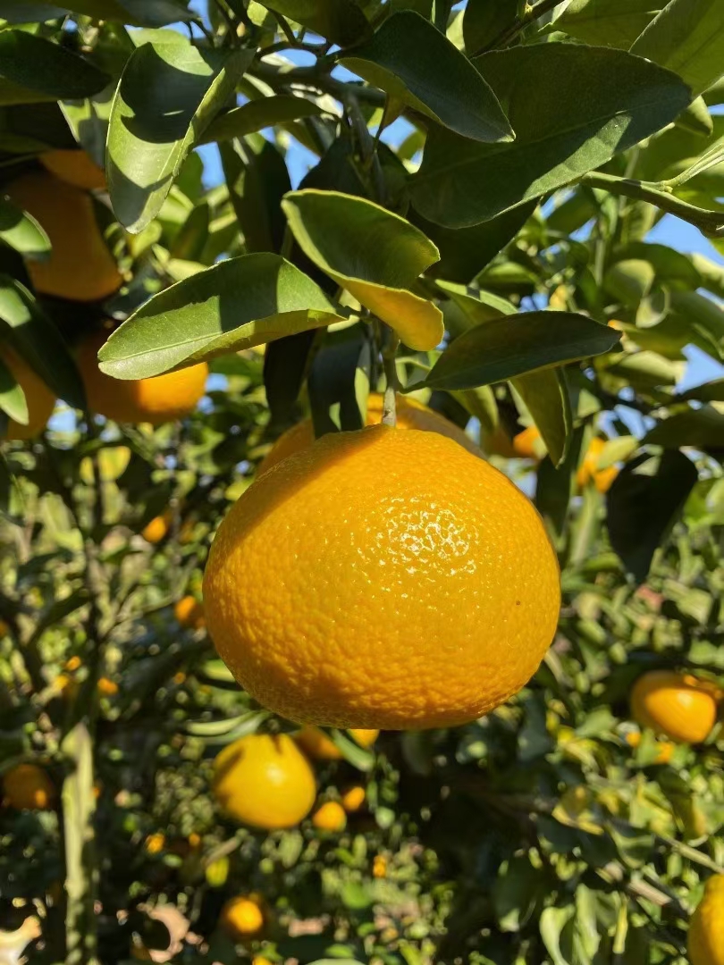 桔柚建阳新鲜甜桔柚水果礼盒福建产地甜橘柚8斤礼盒装珍品果黑色手提