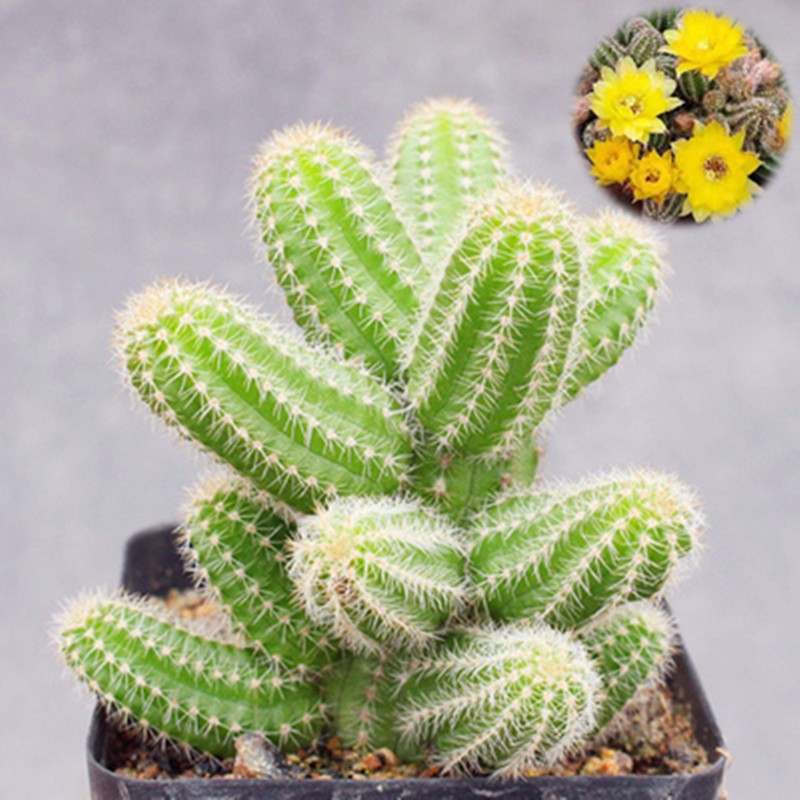 群生仙人球组合多头紫丽丸新手套餐小盆栽开花超大植物白檀群生810